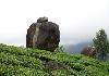 Tea Plantation Munnar